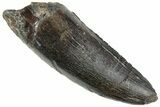 Serrated Tyrannosaur Tooth - Two Medicine Formation #227836-1